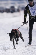Lenk 2013